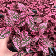 Hypoestes